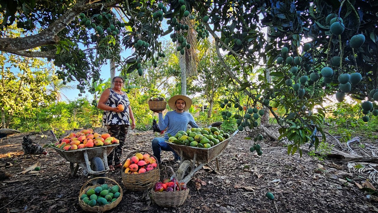 An ABUNDANCE of MANGO never seen before on our SITE // great HARVEST and homemade recipe