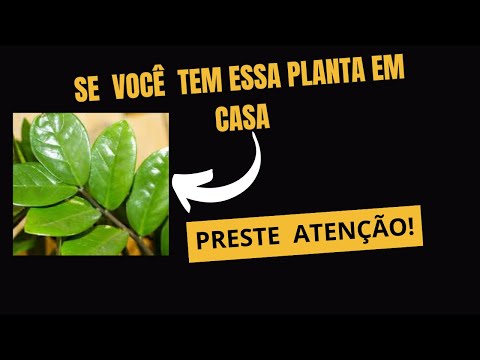Vídeo: Significado zamioculca: simbolismo e crenças
