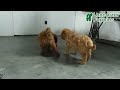 Mini Goldendoodle dogs for sale: Eve - Video 1