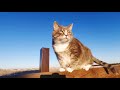 Top 27 Cats Free Stock Videos Footage No Copyright Cat Videos