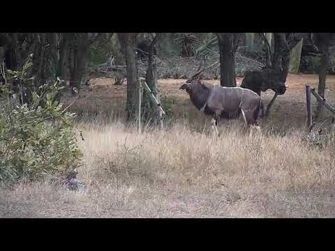 Djuma: Nyala bull feeding then jumps over fence - 15:08 - 09/30/20