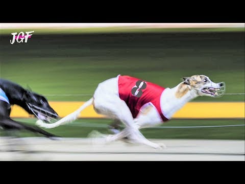 Greyhounds - 8 dogs - Track race
