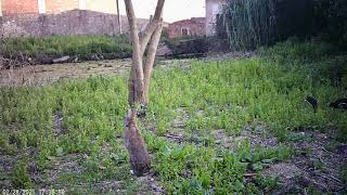 Molí de la Sal: dues polles i un conill