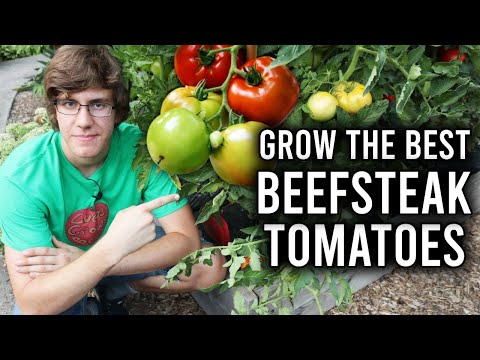 , title : 'How to Grow Beefsteak Tomatoes'