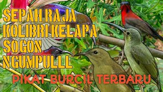 Download lagu Pikat kolibri kelapa kombinasi sepah raja sangat ampuh😱kolibri lain ikut nempel‼️ mp3 Download lagu Pikat kolibri kelapa kombinasi sepah raja sangat ampuh😱kolibri lain ikut nempel‼️ mp3