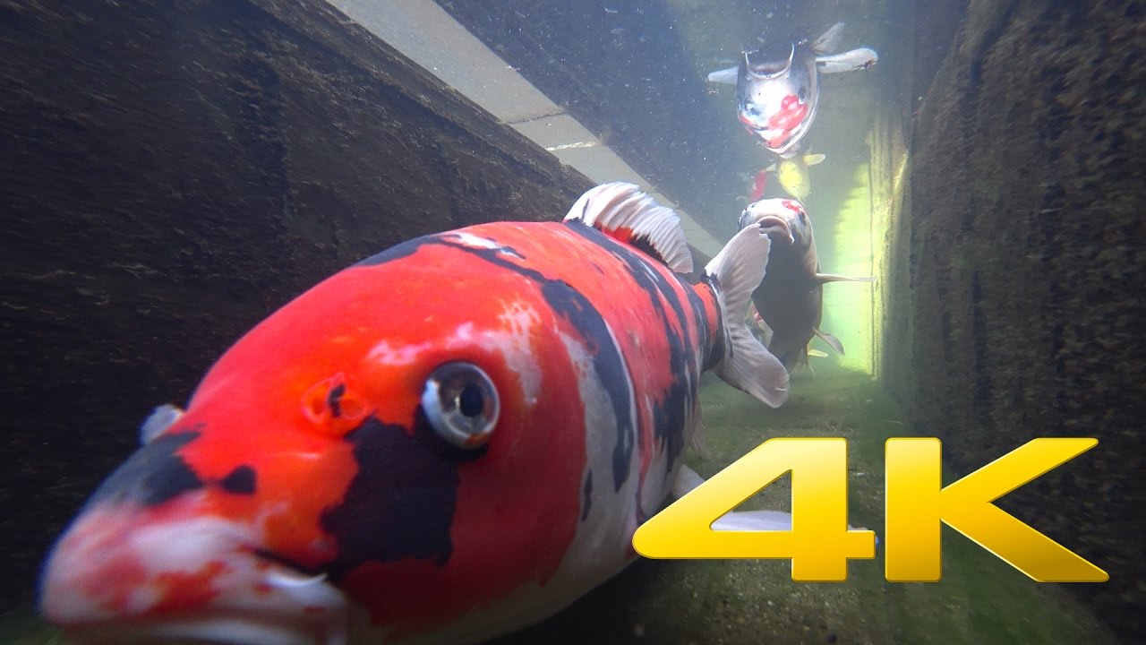 Swimming with the Koi