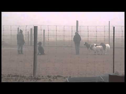 Herding lesson 1 for Apollo a Standard Poodle