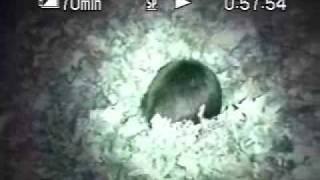 The Briggs Devil&#39;s Playground