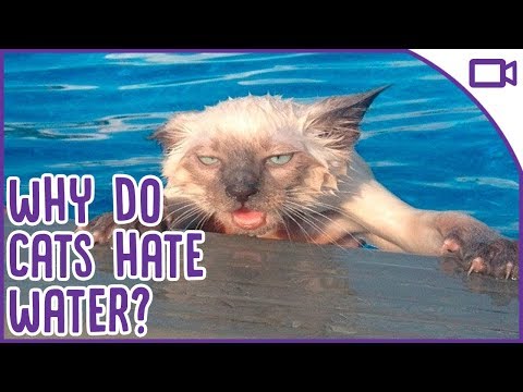 Why do Cats HATE Water? Mythbusting with Savannah!