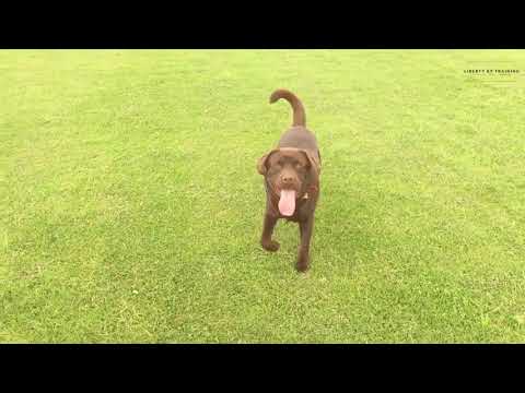 Liberty K9 Training video.