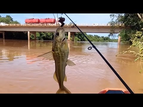 Rio barão de Melgaço no estado de Rondonia município de pimenta Bueno conhece ?