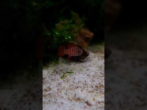Dario sp. "black tiger" 🥰.#aquaristik #aquarium #shorts #aquariumhobby