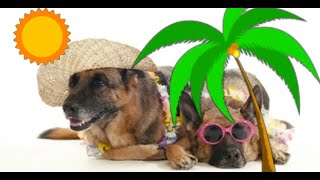 For the dog lover - Love your pet - National pet day video - Cute animals that can bring world peace