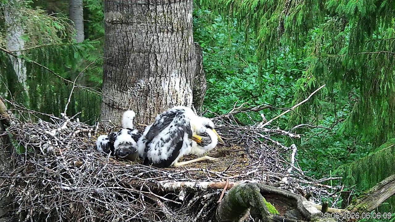 Live webcam view of Nido 2 de cigüeña negra