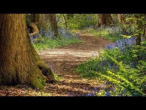 Nežna muzika, smiruje nervni sistem - lekovita muzika za srce #music