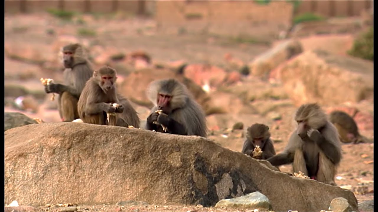 Animals Like Us : Animal Adoption – Wildlife Documentary