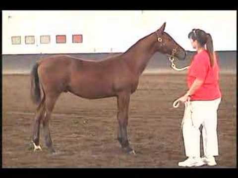 Celtic Legacy Farm,  Holsteiner Approvals 9/29/07