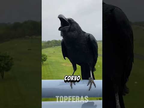 Animais que Reconhecem a Própria Morte #curiosidades #animais #bichos