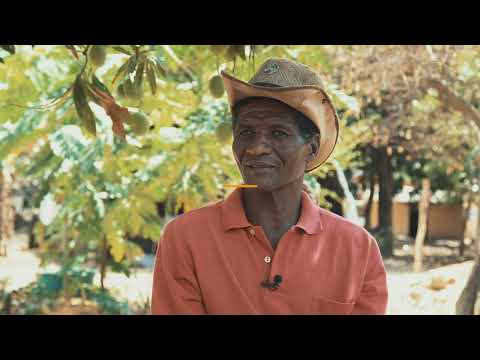 Coleta de sementes de árvores do Cerrado – técnicas e demonstração