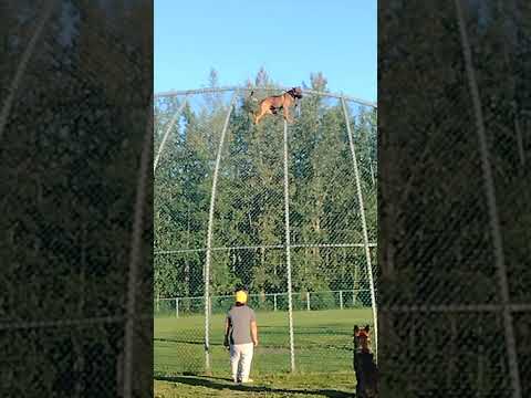 training Belgian malinois climbs more then 20feet