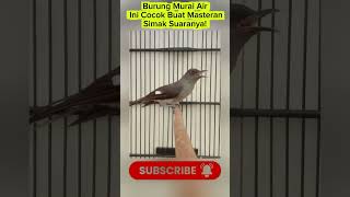 Download lagu Burung Murai Air Ini Cocok Buat Masteran, Simak Suaranya! mp3