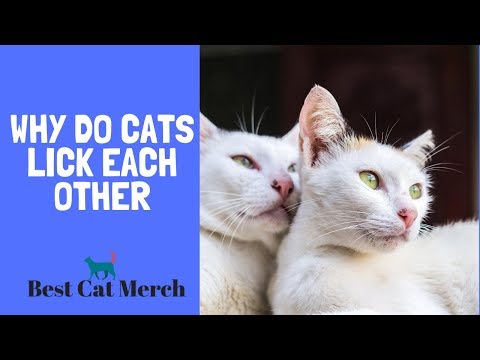Why Do Cats Lick Each Other?