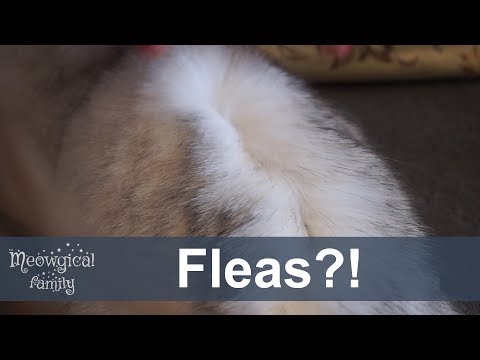 How to tell if your cat has fleas?
