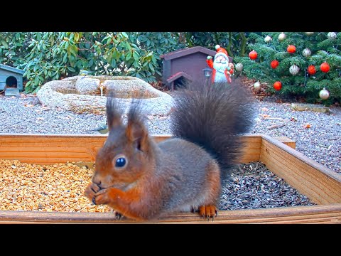 Highlights Today (sleeping bird, pheasant, squirrel, jay...) Recke, Germany - Nov. 30, 2020