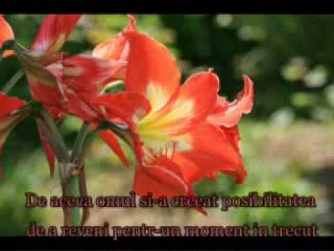 nunta anului  7-11-2009 Alin&Mirela Berechet