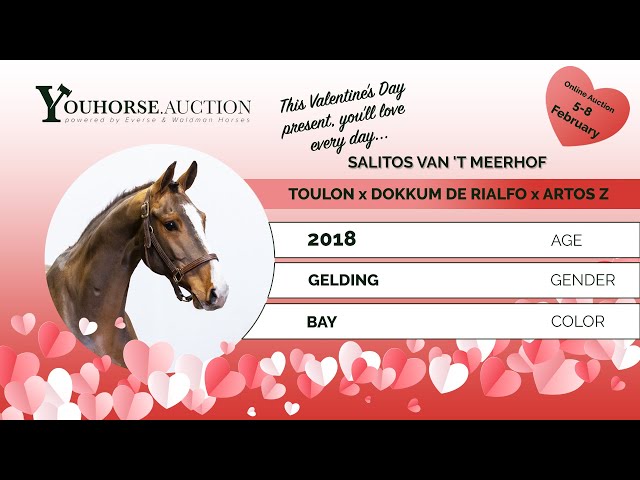 Salitos van 't Meerhof under the saddle