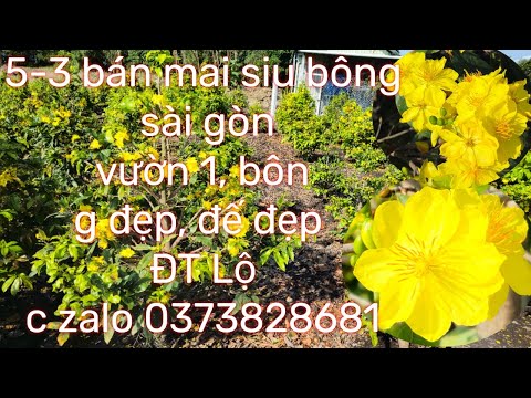 #5-4-2023_bán mai siu bông sài gòn_ vườn 1 # ĐT Lộc zalo 0373828681