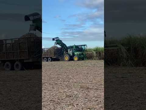 GALERA DA COLHEITA MECANIZADA DA USINA PORTO RICO EM CAMPO ALEGRE ALAGOAS.