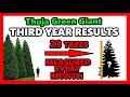 Thuja Green Giant Tree Review | THIRD YEAR GROWTH DATA | Arborvitae Evergreen Fast Privacy Results