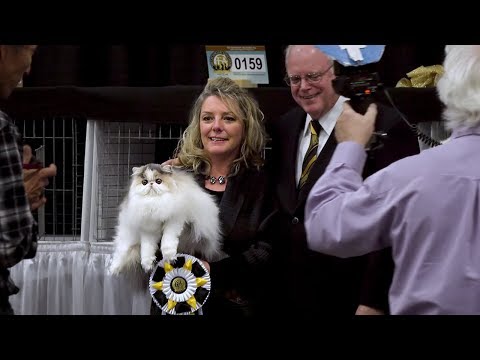 CFA International Cat Show 2017 - Best of the Best