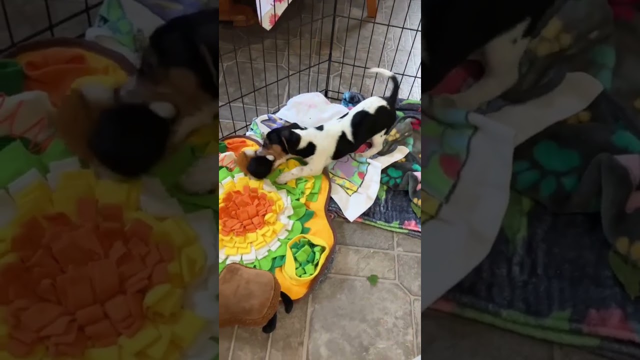 Ziggy, an adopted mixed breed in Nanaimo , BC video 6/6