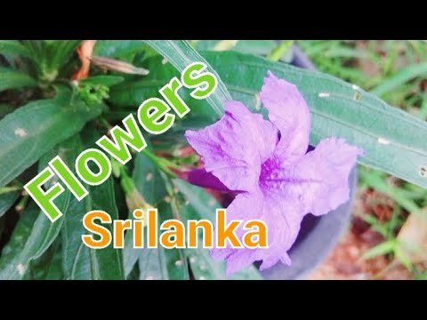 #flowers#🌸🌸🌸srilanka#🌸🌸🌸GO ON tharanga Dilshan youtube chanel ....