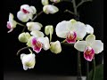 25 Peaceful Orchids (Bodhi Light Tales)