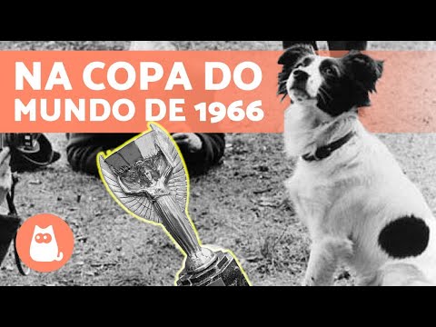 The Dog Who Found the Stolen Trophy — Pickles
