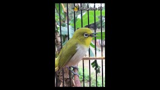 Download lagu Suara pleci monty roll tembakan cocok untuk masteran pleci bahan mp3