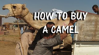 preview picture of video 'CAIRO: How to Buy a Camel (And What to Do With It Then)'