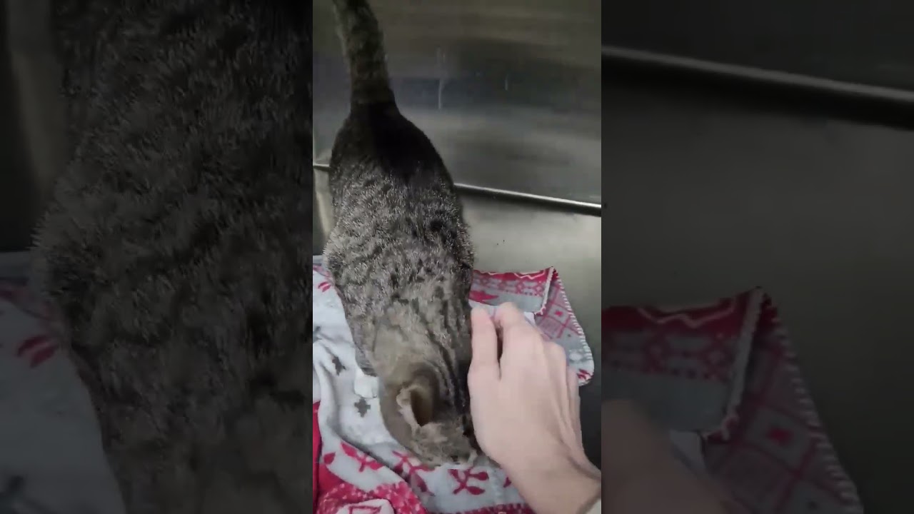 Enlarge John, an adopted mixed breed in New York, NY video 2/4