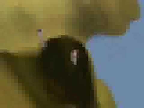 Runescape : SEIZURE INDUCER - 1