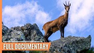 Wildlife Chronicles in Tatra's Alpine Realm | Full Documentary