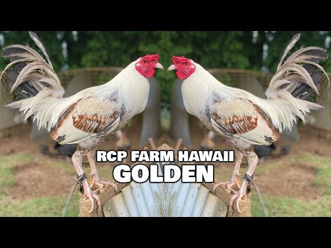 Nice Birds Golden PCI Grey Pumpkin RCP FARM HAWAII