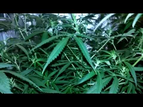 Super Sativa Landrace Poly-hybrid - Zamaldelica - week 3???