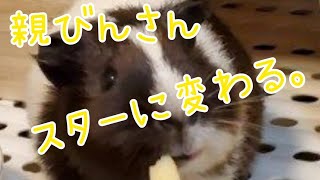 【モルモット】今日の親びんさん。スターに変わる。#12【guineapig】