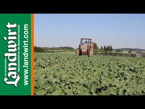 Raps Bestandsführung im Herbst