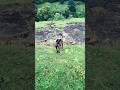 I Adopted A Street Dog K9 Puppy Dog Pets Streetdog Cutedog Short Straydog