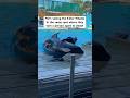 Killer Whale Attack Aftermath At SeaWorld