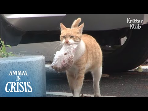 Mother Cat Starves But Carries A Bag Of Food To Feed Her Kitten | Animal in Crisis EP173